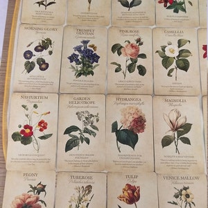 Mesmo dia/Quem é seu guia de flores/75-150 palavras/Serviço digital/Mesma hora/*Não compra no deck