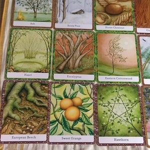 Mesmo dia/Leitura do guia de quem é sua árvore/1 carta/70-150 palavras/Mesmo dia/Serviço digital/*Não é compra de baralho/Foto de cartas com interpretação