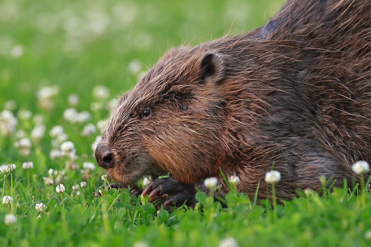Natural Castoreum Beaver Gland Powder - Etsy