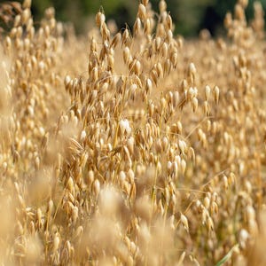May include: A field of golden oat stalks, with the heads of the stalks in focus. The stalks are tall and slender, with the heads of the stalks drooping slightly. The field is bathed in warm sunlight.