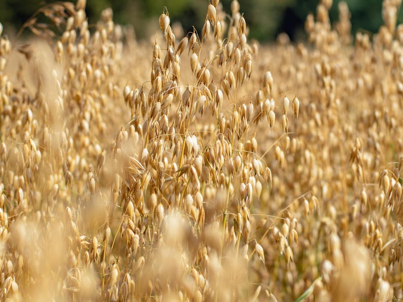 May include: A field of golden oat stalks, with the heads of the stalks in focus. The stalks are tall and slender, with the heads of the stalks drooping slightly. The field is bathed in warm sunlight.