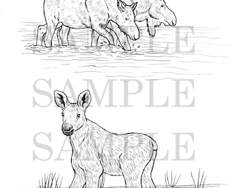 Wild Animal Coloring Pages