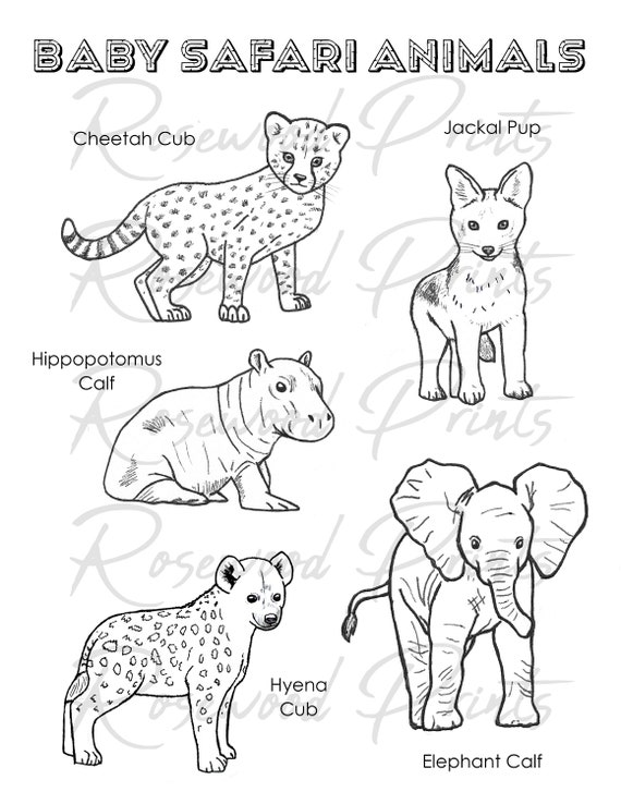 Buy Baby Safari Animals Coloring Pages Online in India - Etsy Buy Baby Safari Animals Coloring Pages Online in India - Etsy