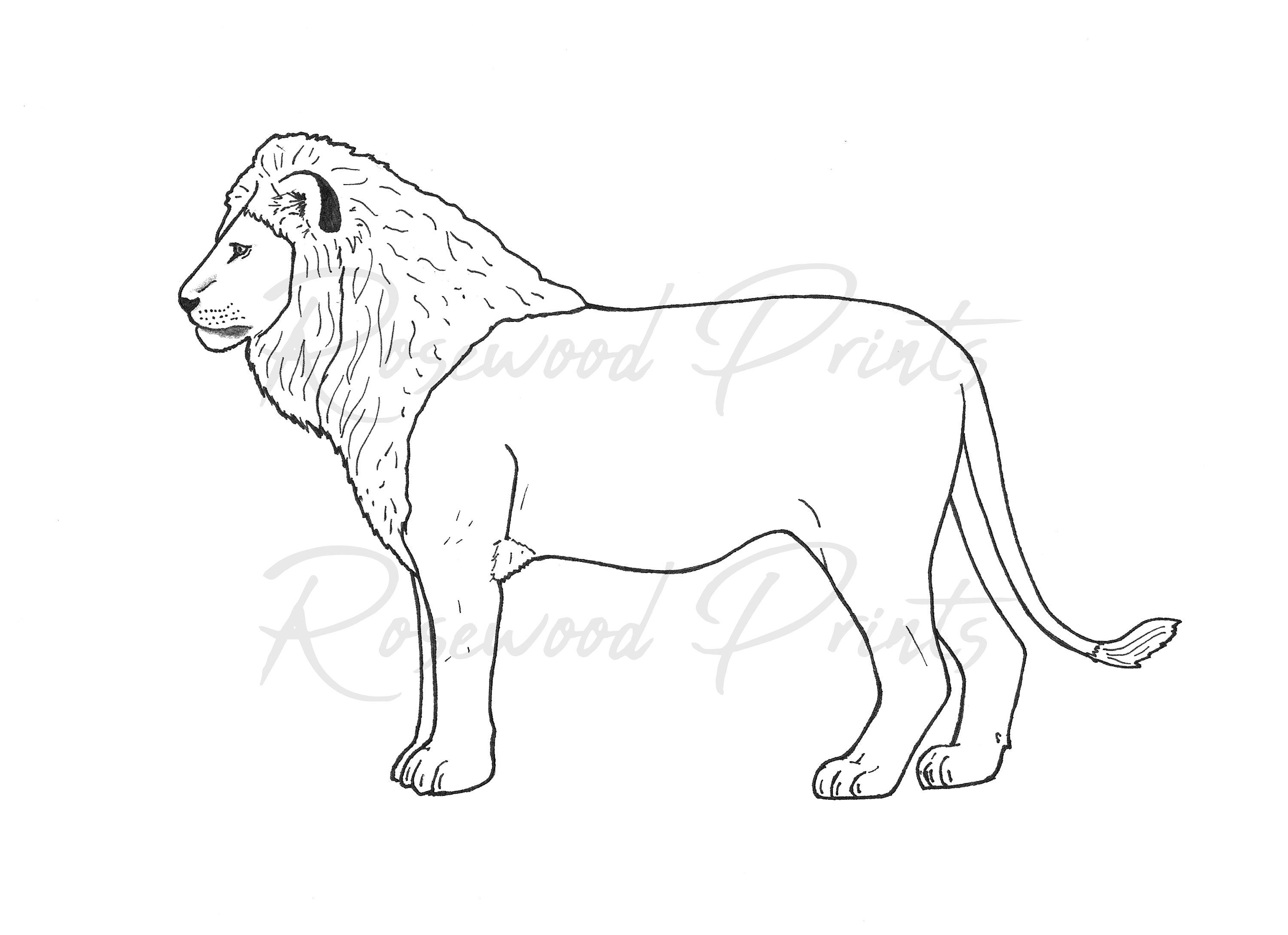 Lion Coloring Page - Etsy