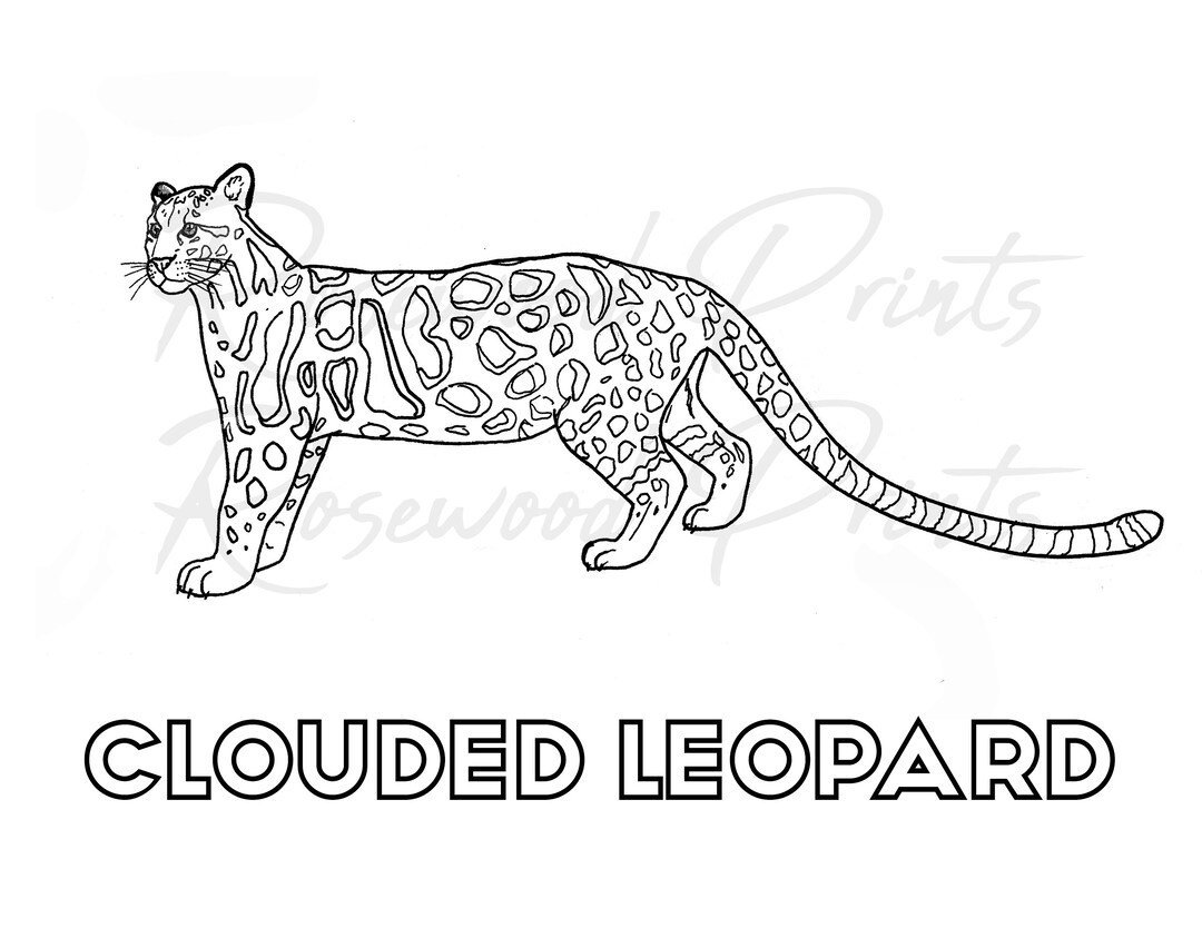 Woordenlijst Speciaal Overtollig Clouded Leopard Kleurplaat - Etsy België