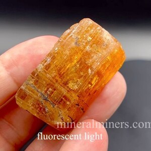 May include: A close-up of a bright orange, translucent, rectangular crystal with striations. The crystal is being held in a hand. The text "mineralminers.com fluorescent light" is visible in the lower right corner of the image.