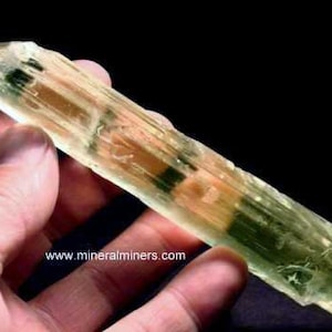 Natural Gemmy Yellow Kunzite Crystal, photo was taken inside under fluorescent lights.