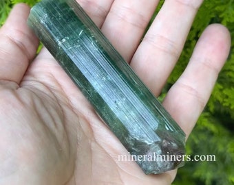 Watermelon Tourmaline Crystal, 3.6&quot; Bi-Color Tourmaline Wand, Museum Quality Watermelon Specimen, Genuine Collector Brazilian Tourmaline