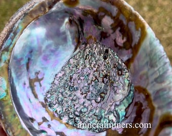 Abalone Sea Shell, 6.5&quot; Natural Rainbow Abalone, Mother of Pearl Shell, Ethically Collected Abalone Shells, Decorating Rainbow Shells