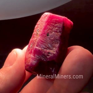 Puede incluir: Un cristal de rubí en bruto de color rojo intenso con una estructura prismática hexagonal y estrías superficiales visibles. La piedra preciosa muestra cualidades translúcidas a contraluz, con pequeñas inclusiones oscuras y el texto MineralMiners.com.