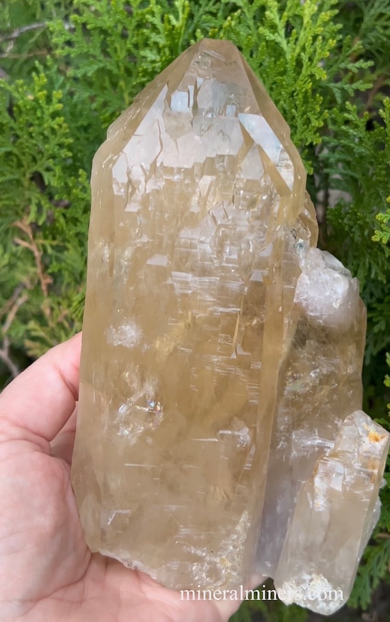 Natural Elestial Citrine Crystal, 2.5lb Golden Yellow Quartz, 6.8 Inch Terminated Brazilian Specimen, Unheated Collector Mineral
