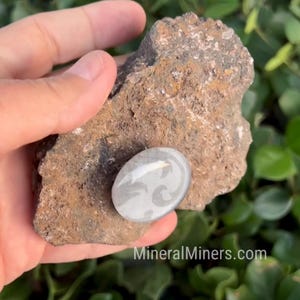 Pode incluir: Uma pedra oval cinza e branca com um desenho em espiral repousa sobre uma rocha marrom áspera. A pedra é segurada em uma mão, com folhagem verde ao fundo. O site MineralMiners.com é visível.
