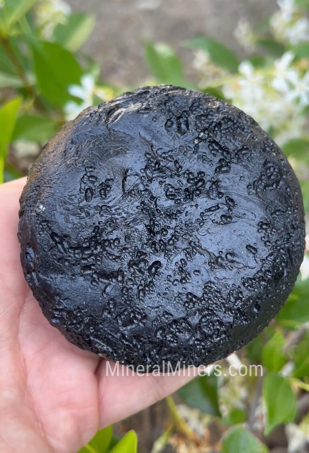 Very Large Natural Flat Tektite, Rare Natural Indochinites, Raw ...