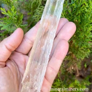 May include: A clear, translucent selenite crystal with a striated texture. The crystal is approximately 10 inches long and has a slightly pointed tip. The crystal is held in a hand against a green leafy background.