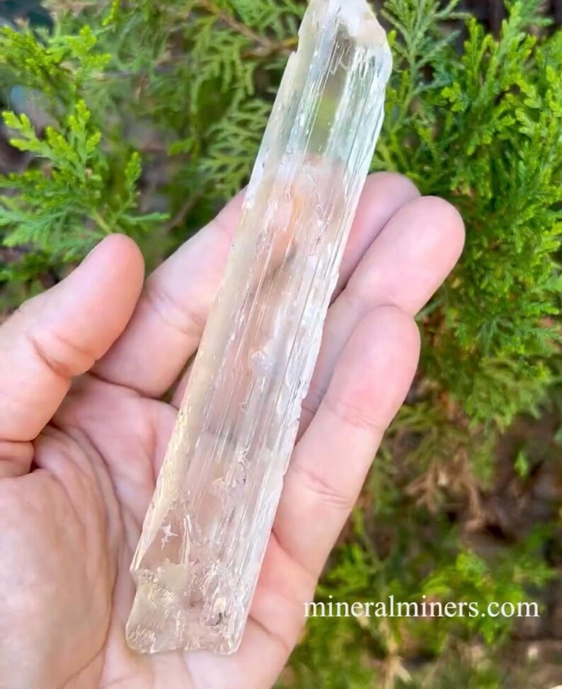 May include: A clear, translucent selenite crystal with a striated texture. The crystal is approximately 10 inches long and has a slightly pointed tip. The crystal is held in a hand against a green leafy background.