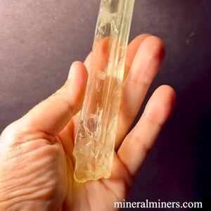 May include: A long, translucent, yellow crystal with striations. The crystal is held in a hand, and the background is a dark gray.