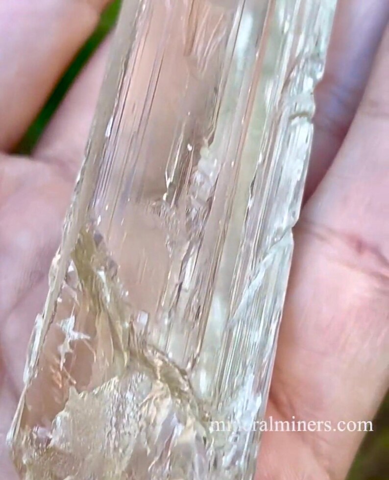May include: A clear, translucent, elongated crystal with a striated surface. The crystal has a slightly yellowish hue and is held in a hand. The crystal is approximately 3 inches long.