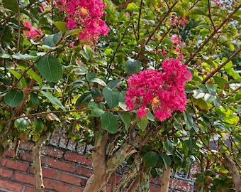 Pink Crepe Myrtle Seed Pods | Approx. 20–30 Seeds Per Pod | Flowering Tree Seeds