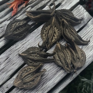 Cat&#39;s Claw - Devils Claw Seeds RARE!