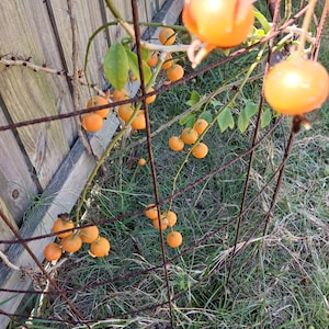 Barbados gooseberry ~ Oro-Pro-Nobis AKA The Pray For Us Plant  ~ Cutting - Delicious and Good for You!