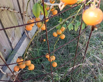 Barbados gooseberry ~ Oro-Pro-Nobis AKA The Pray For Us Plant  ~ Cutting - Delicious and Good for You!
