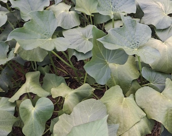 OKINAWAN/HAWAIIAN PURPLE Sweet Potato Slips | 5 Live Unrooted Slips| Purple Sweet Potatoes | Rare Edible Garden Plants