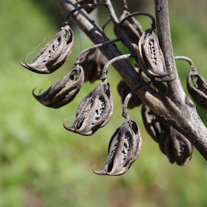 Devil’s claw / Tiger’s claw (Martynia annua) ~ "Uña de Gato" Seeds RARE!