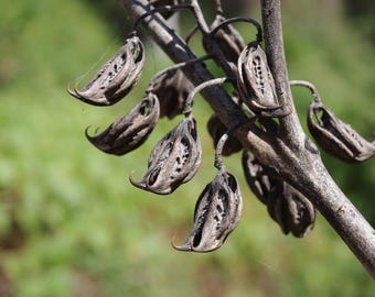 Devil’s claw / Tiger’s claw (Martynia annua) ~ "Uña de Gato" Seeds RARE!