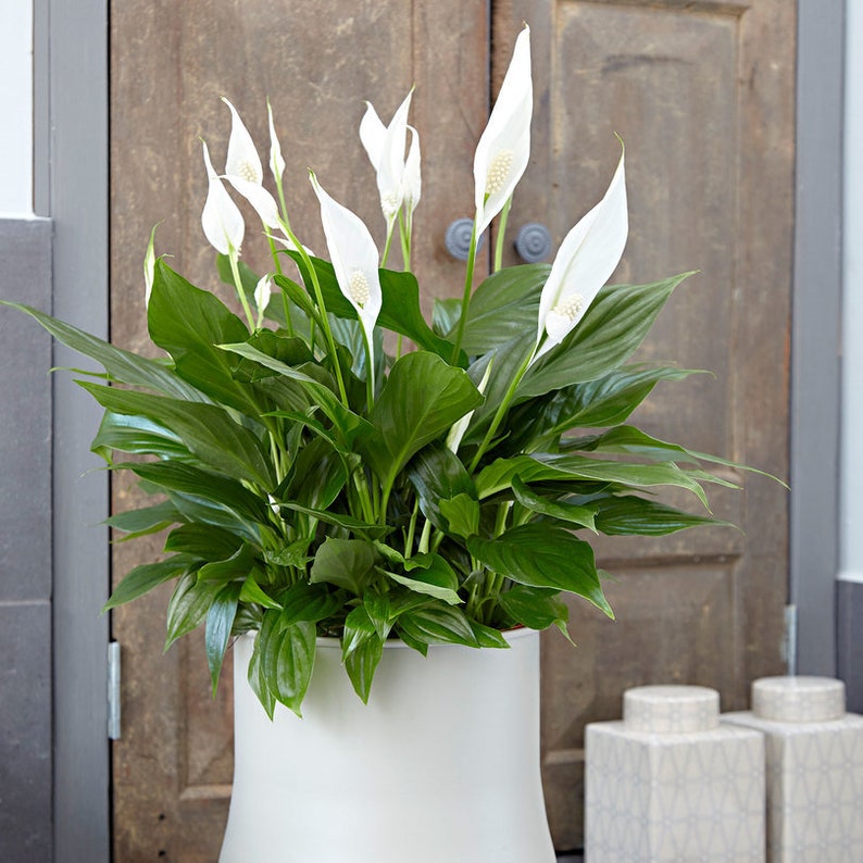 Spathiphyllum Wallisii Domino Peace Lily Etsy