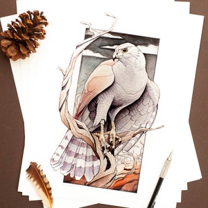 Goshawk / Print