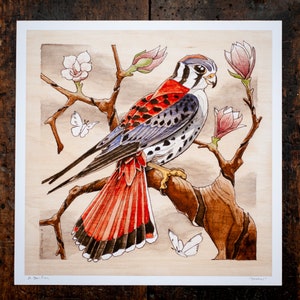 Kestrel / Print