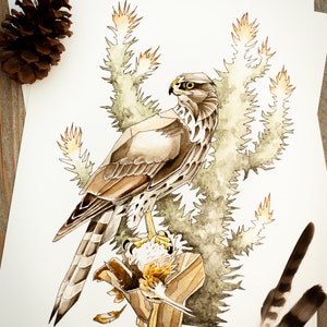 Cooper&#39;s Hawk / Print