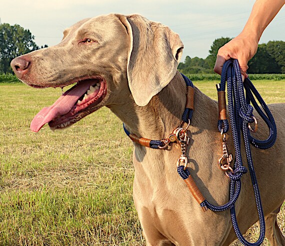 Premium Set Tauhalsband und Tauleine fr den Hund in Blau und Bronze -  Etsy.de