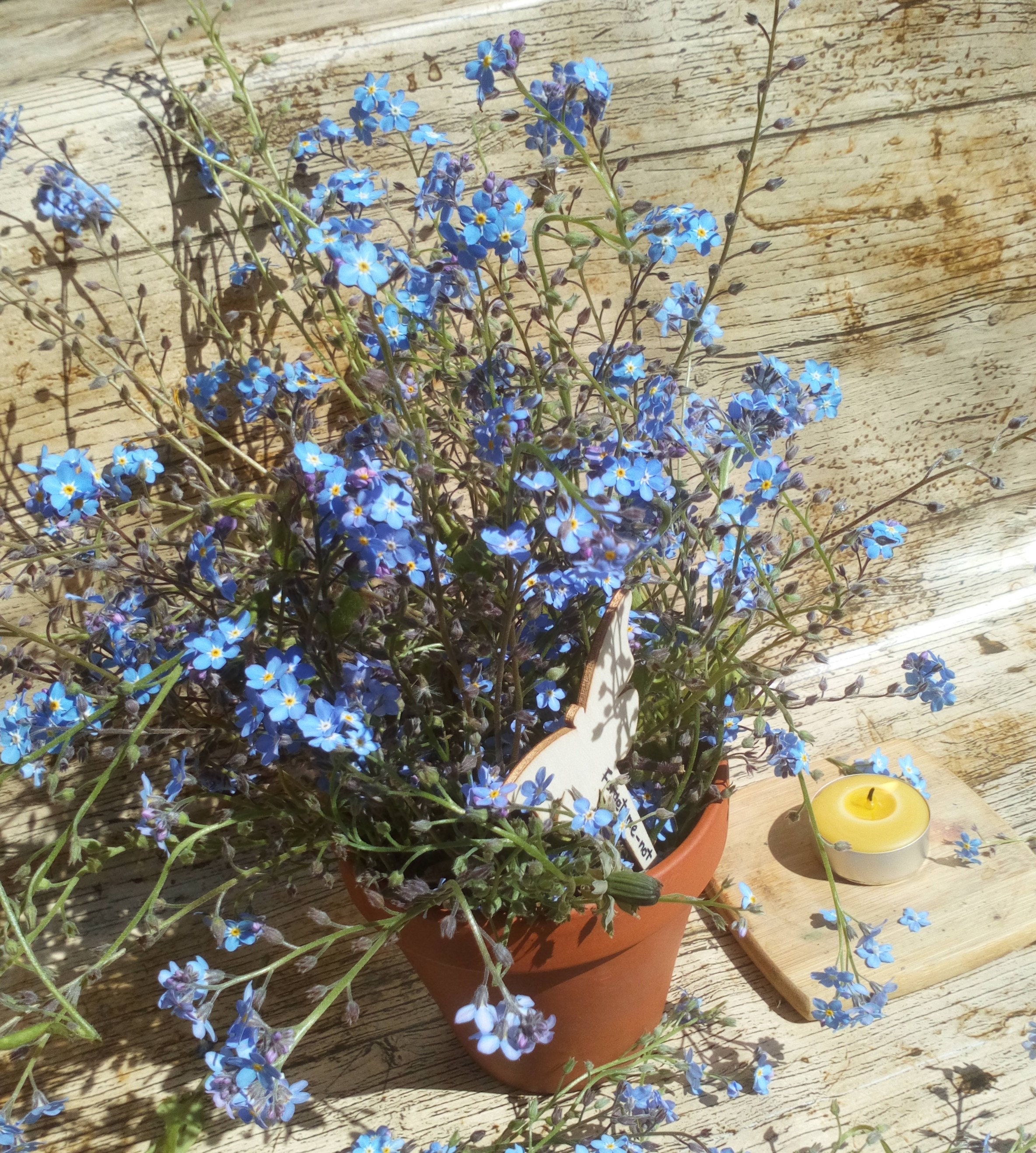 Grow a Memorial Garden from Seed with a Etsy Grow a Memorial Garden from Seed with a Etsy