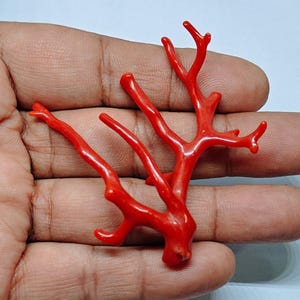 Italian Red Coral Branch: Natural Sea Coral Polished Tree Stick Gemstone.