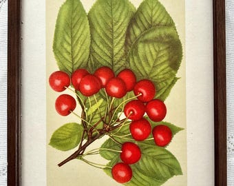 Vintage Druck Kirschen Bild Buchseite