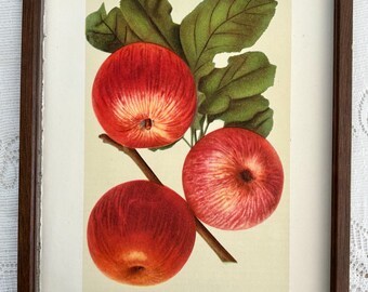 Vintage Druck Apfel Bild Buchseite Farbtafel