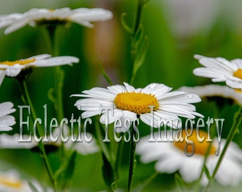 Field of Daisies Backdrop, Photography Background, Digital Paper, Printable, 300dpi, Flowers, Nature Photography