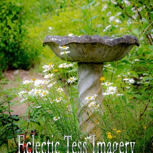 Birdbath in the garden surroundedby daisies.  Digital download image. Backdrop, background.