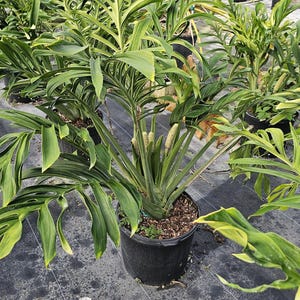 Monstera Pinnatipartita – Large 3-Gallon Tropical Climber