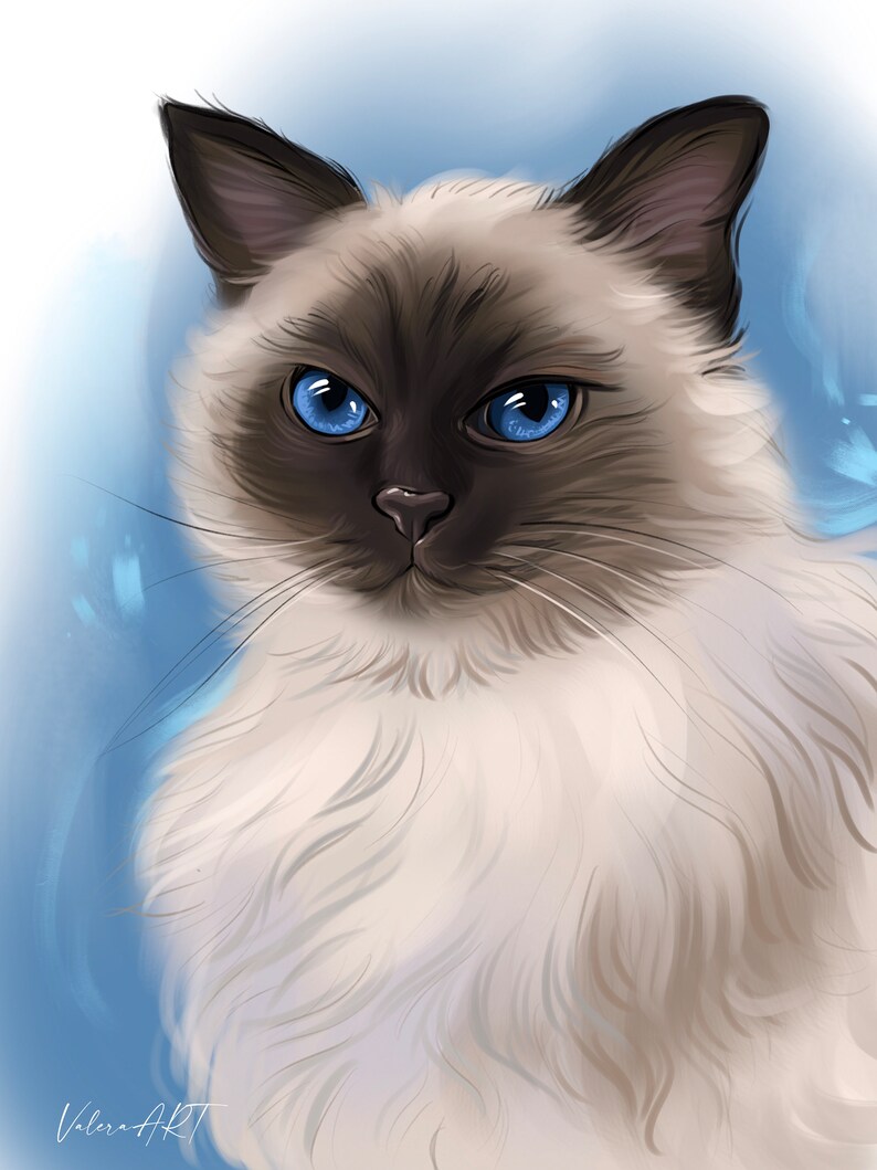 May include: A white and brown cat with blue eyes. The cat has a long, fluffy coat and is looking directly at the camera.