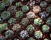 2 quot Bulk Succulent Favors 2 quot (MINIMUM ORDER OF 15)