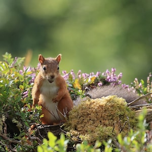 Red squirrel photograph, scotland downloadable print, scotland photograph, wildlife print.