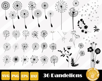 May include: A set of 36 black and white dandelion illustrations. The illustrations include various stages of the dandelion life cycle, from closed buds to fully bloomed flowers with seeds.