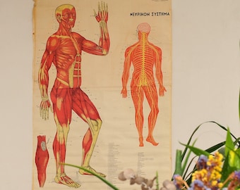 Diagramme d'anatomie vintage des années 1960 : décoration murale des muscles et du système nerveux