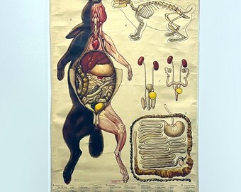 Tableau d'anatomie du lapin vintage des années 1950 imprimé en Suède décoration murale restaurant boucherie mangeur de viande mur lapin coupes idée cadeau Saietz