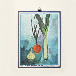 1950s ajo cebolla puerro planta original gráfico mapa escolar gráfico educativo cartel impresión cocina pared decoración cartel de jardinería