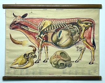 Tableau anatomique de vache vintage des années 1960 imprimé en Suède décoration murale restaurant steak house boucherie mangeur de viande mur de boeuf coupes idée cadeau