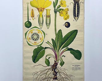 Tableau vintage des années 1960, carte hohe schlüsselblume, Primula elatior, fleurs imprimées Autriche décoration murale, idée cadeau originale primevère Haslinger