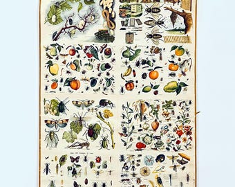 Décoration murale insecte vintage des années 1960 Insectes très rares et leur nourriture Décoration murale éducative Décoration murale effrayante Décoration murale araignée